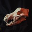 IMG_6306.jpg Realistic Animal Skull Collection