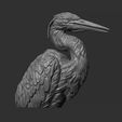 3.jpg Grey Heron bust