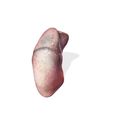 2.jpg LUNGS ANATOMY HEART EYE THORAX TRACHEA TONGUE PULMON LUNGS KIDNEYS LIVER DOWNLOAD 3D MODEL PRINTING THROAT