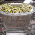 IMG-20200525-WA0003.jpg GERMINATORS, SEED SPROUTS, GERM, GERM, LENTILS, HEALTHY, NATURAL, GERMOIR, SPROUTING, SPROUTS, PIPES, GERMINATED, ORCHARD, GARDEN, SOYBEAN, CHIA, ALFALFA, GERMINATORS, SEED SPROUTS, GERM, GERMOIR, SPROUT, PIPES, GERMINATED, ORCHARD, GARDEN, SOYBEAN, CHIA, ALFALFA