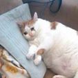 fat-cat.jpg Crying cat (Fat) - Meme