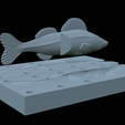 Am-bait-zander-13cm-6mm-eye-12.png AM bait zander / pikeperch fish 13cm breaking form for predator fishing