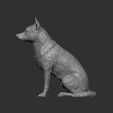 Australian-Cattle-Dog-sitting11.jpg Australian Cattle Dog Sitting Pose STL 3D print model