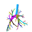6.png Tracheobronchial Tree Segmented in 101 Parts