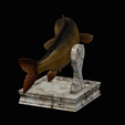 common-carp-trophy-2-2-1-9.png COMMON CARP (CYPRINUS CARPIO) fish in motion trophy statue detailed texture for 3d printing