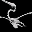 02.jpg Pelican SKELETON SKELETON WINGS ANATOMY BONES WINGS BIRD TADPOLE ANIMAL ANATOMY 3D MODEL WATER OCEAN RIVER