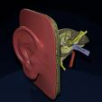 ps8.jpg Ear anatomy cross section model