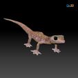 ZBrush1.jpg Namib Gecko (Pachydactylus rangaii) - Full-Size Original STL 3D Print File- High-Polygon