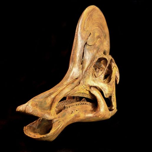 Corytho_cas04.jpg Corythosaure : Crâne de dinosaure