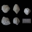 blasts-bites 500.jpg Fossil Trilobites and Blastoids