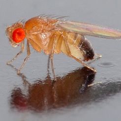 Drosophila_melanogaster_-_side_aka.jpg Fruit Fly Trap - Fruchtfliegenfalle