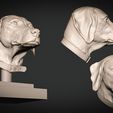 weimaraner-print-2.jpg Weimaraner Dog Anatomy