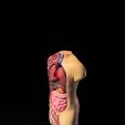 03.jpg 3D file 3D-Printed Anatomical Model・3D printer design to download