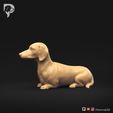 Dachshund-Smooth-Haired-Pose-07-Dog-3D-Print-8s.jpeg Teckel à poil lisse Pose 07
