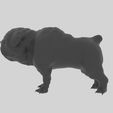 Bulldog-12.jpg Télécharger fichier STL Bulldog • Modèle imprimable en 3D, elitemodelry