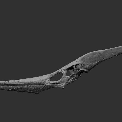 Pteranodon02.jpg Crâne fossile de Ptéranodon taille réelle