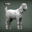 Boer-goat-baby-1.jpg Baby Boer goat 3D print model