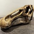 IMG_0971.jpg Edmontosaurus skull - Dinosaur