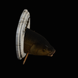 common-carp-8.png head trophy COMMON CARP (CYPRINUS CARPIO)open mouth statue 2 detailed texture for 3d printing