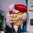 Digestive-System-Anatomical-Model-4-Photoroom-1.jpg Digestive System Anatomical Model