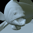 zander-open-mouth-tocenej-47.png fish zander / pikeperch / Sander lucioperca trophy statue detailed texture for 3d printing