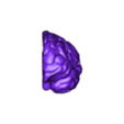 left_brain_obj.obj 3D Model of Brain with Cerebellum and Brain Stem