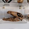 IMG_20210426_100750.jpg Dinosaur Skull - Nanosaurus
