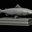 Salmon-statue-box-1-35.png fish sculpture of a Atlantic salmon / salmo salar with storage space / for 3d printing