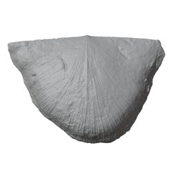 G195a.jpg STL file Ordovician brachiopod 16・3D print design to download