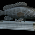 White-grouper-open-mouth-statue-12.png fish white grouper / Epinephelus aeneus open mouth statue detailed texture for 3d printing