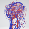 cerebrovascular,-brain,-face,-hemisphere,-willis,-dental,-neck,-vein,-artery,-head,-cerebellum,-vasc.png 3D 头颈部血管解剖图 - 动脉、静脉和脑血管系统