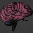 28.png 3D Model of Skull with Brain and Brain Stem - best version