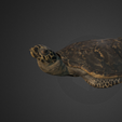 Capture d’écran 2017-12-14 à 15.14.37.png Hawksbill Sea Turtle