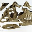 ceratosaurus-nasicornis-02.jpg Ceratosaurus nasicornis dinosaur skull