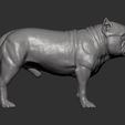 american-bulldog-standing8.jpg American Bully standing 3D printed model