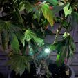 154DB754-8B46-4E66-A290-ED170CF29A67.jpeg Gecko led candle holder