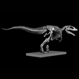 1000045174.png Carcharodontosaurus Skeleton