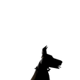 vvvvved-1.png Doberman Doberman