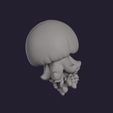 cannonball_jellyfish_0007.jpg Cannonball Jellyfish