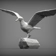 seagull-on-the-stone3.jpg Seagull on the stone 3D print model