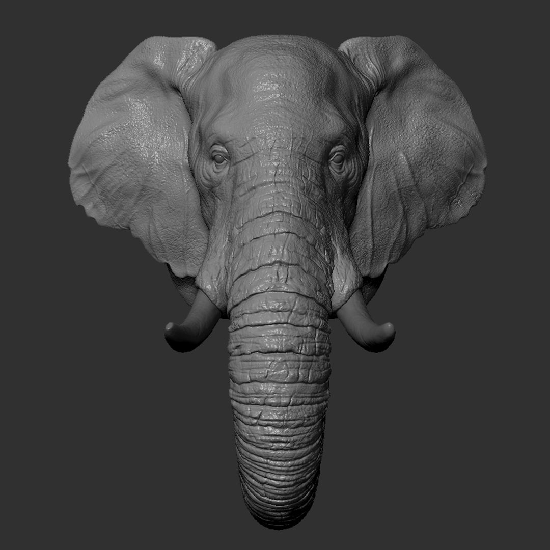 38.jpg Descargar archivo OBJ Cabeza de elefante • Plan para imprimir en 3D, guninnik81