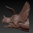 003.jpg Triceratops Head