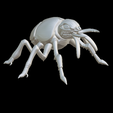 Capture-d’écran-2023-07-06-à-02.08.40.png beetle