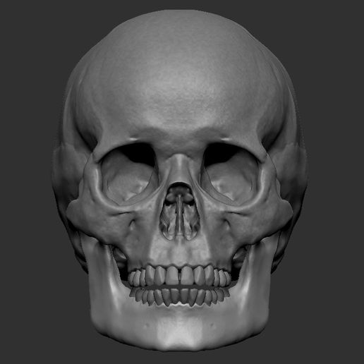 Download free STL file Pete's skull with seperate jaw • 3D printing ...