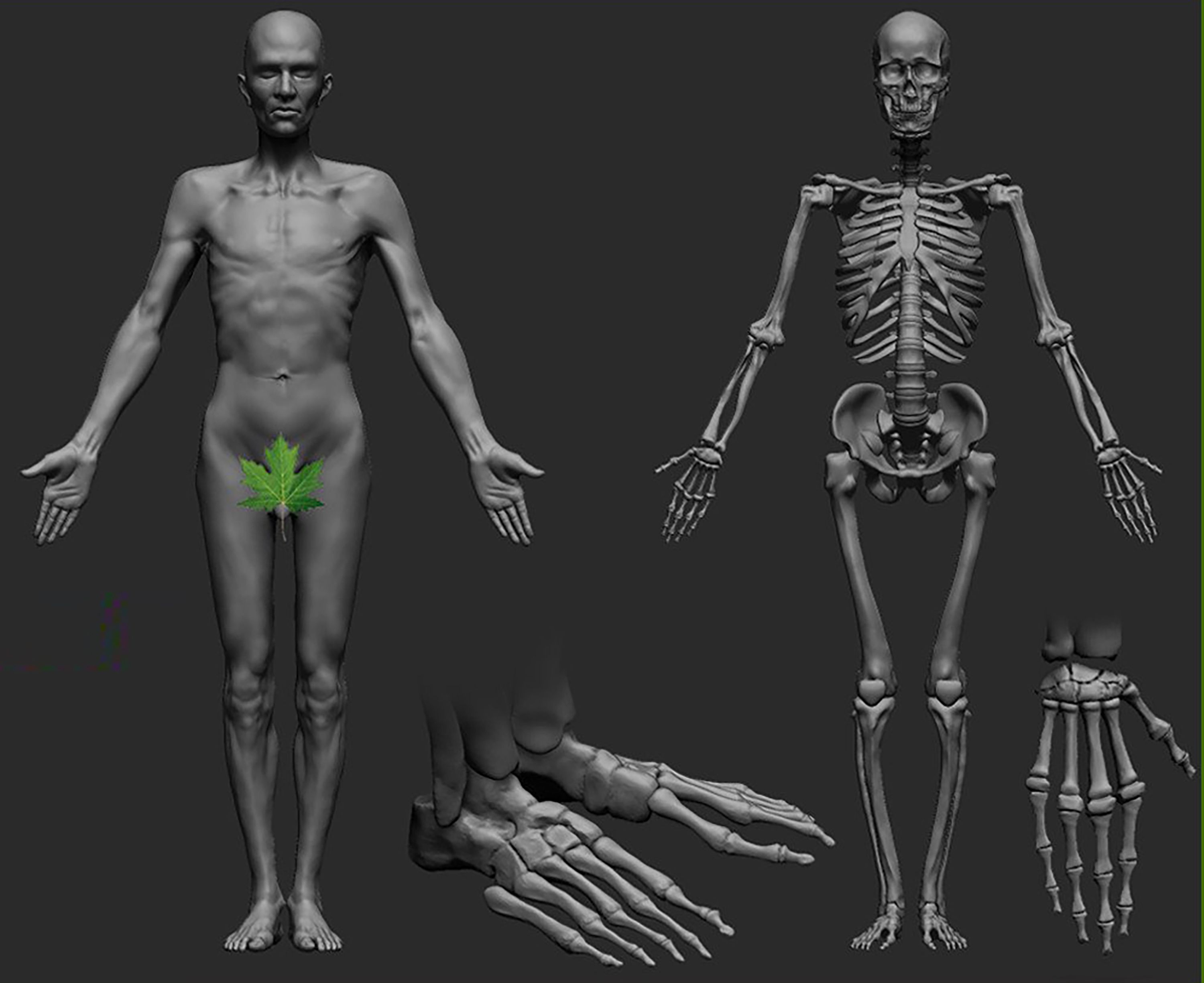 3D file 3D Human Anatomy: full bodies models pack. Male basemesh ...