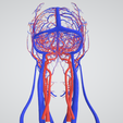 cerebrovascular,-brain,-face,-hemisphere,-willis,-dental,-neck,-vein,-artery,-head,-cerebellum,-vasc.png 3D 头颈部血管解剖图 - 动脉、静脉和脑血管系统