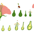 Flower_Color_1.png Parts of A Flower - Ovary Stages