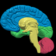 16.PNG.992ad69975efba2046eeac18f5f83d7b.png 3D Model of Human Brain