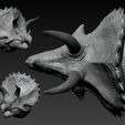 02.jpg Triceratops Head