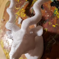 Kudu Buck